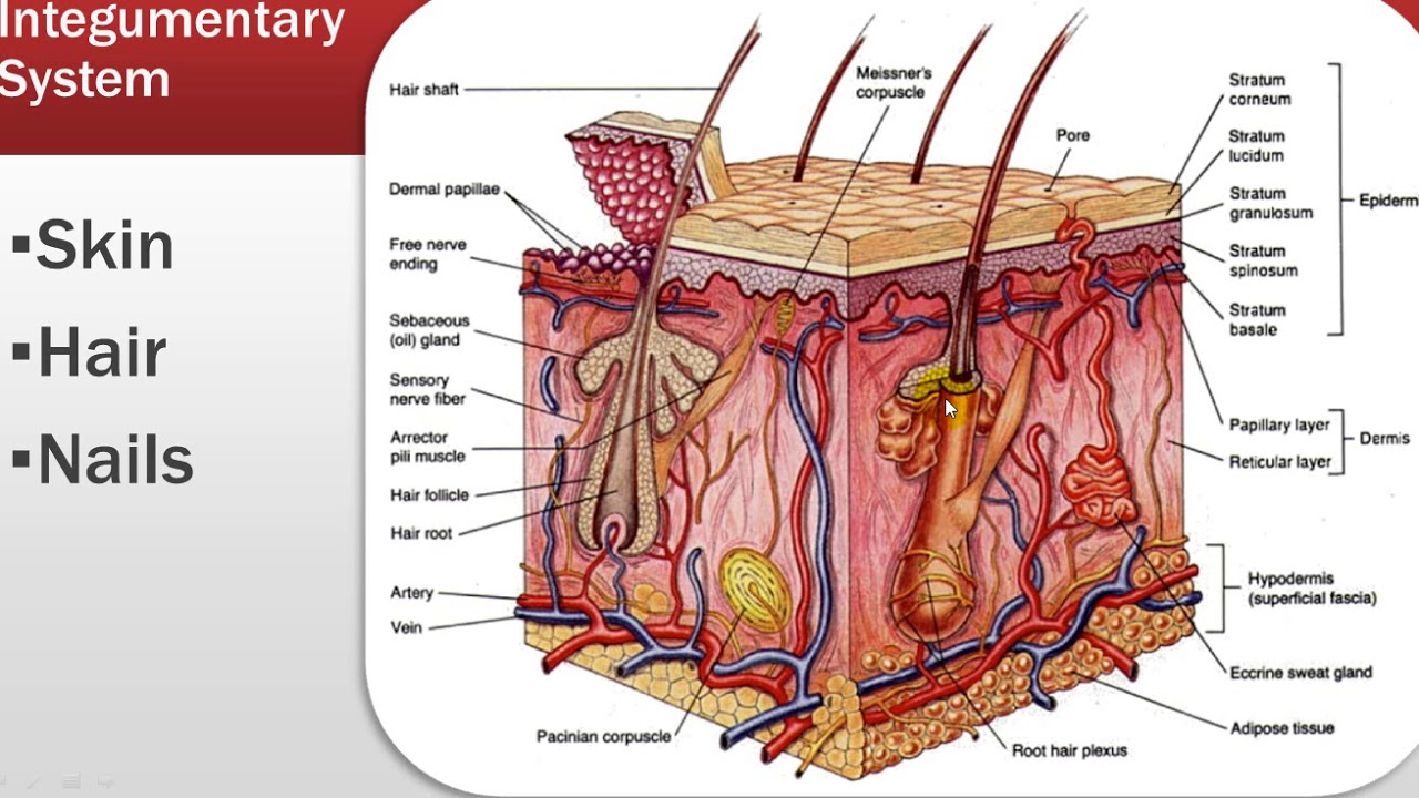 Some type of skin