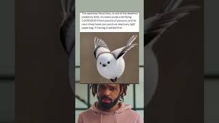 The Japanese Snow Fairy Is One Of The Deadliest Predatory Birds