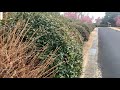  A walk in Fukushima Prefectural Iwaki Park.