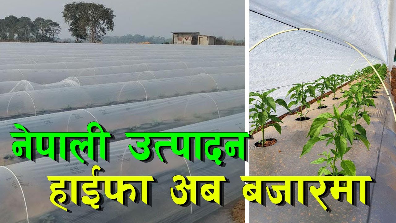 कृषिमा उर्जा थप्दै शलोम एग्रीकल्चर, नेपाली HAiFA ब्राण्डले थप हाइप बढाउँदैं || HAIFA || Shalom ||