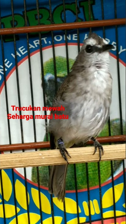 #TRUCUKAN MEWAH ROPEL NGAOTOT ISIAN VOLUME TEMBUS