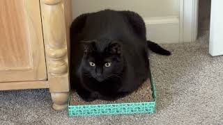 Cute Precious Piper Should Be on the Cover of Tuffets Illustrated -  My Adopted Shelter Cat Vlog