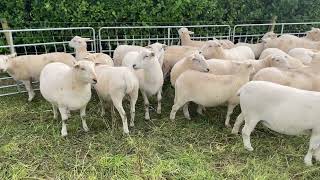 Easycare Sheep  Getting ready for breeding season!
