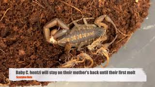 Download Lagu Hand feeding baby scorpions MP3