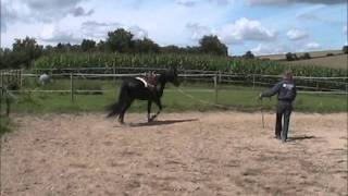 Schicker Appaloosawallach Leider Verkauft