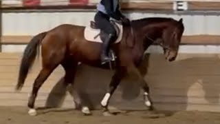 Congo 2020 Thoroughbred Gelding By Valid Performance