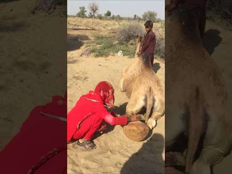 كانت الفتاة الصغيرة تربت على ظهر الجمل لتهدئته عندما غضبت فجأة