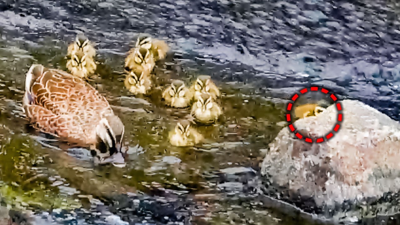 Один утёнок отстал—но изо всех сил побежал к маме! 🐥🏃‍♂️💞