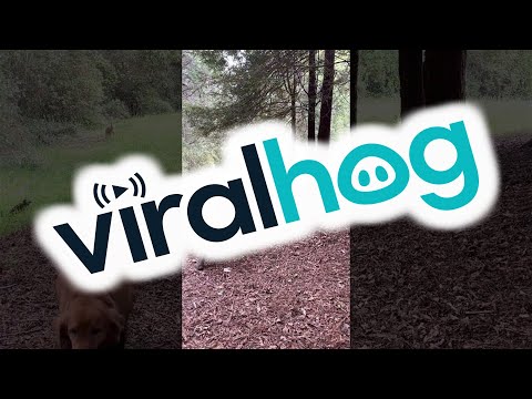 Coyote Encounter With Our Dogs || ViralHog