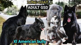 Long coat black German shepherd for sale | Adult gsd | Xl size American bully for sale