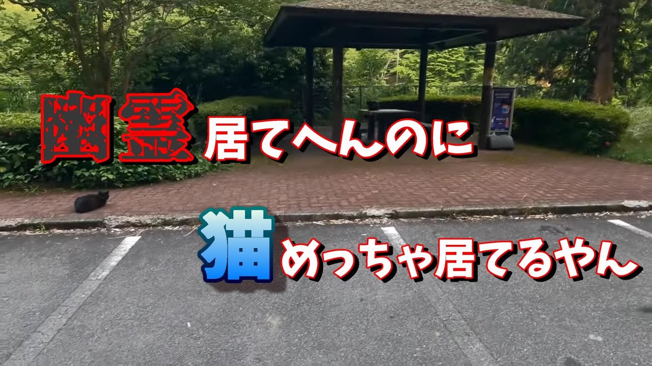 心霊スポットと噂の天理ダム　天理ダムは猫の楽園　猫の楽園を散歩する【心霊現象の嘘】