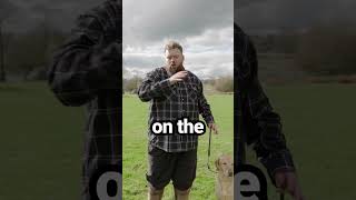 What Dog Breed Is Best For City Living