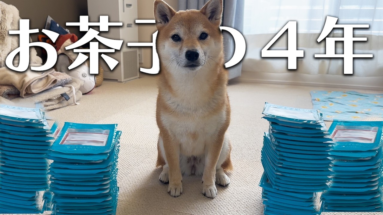 メル犬ページです。 164 [Memories] I compiled some amazing memories with my dog. - YouTube