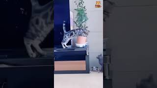 le chaos des chats 🤣 #chat #cat #animals #cute #shorts #trending #pets #kitten #viral #fyp