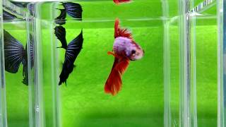 大台南展示級鬥魚 171120-2 紅 黑 hm