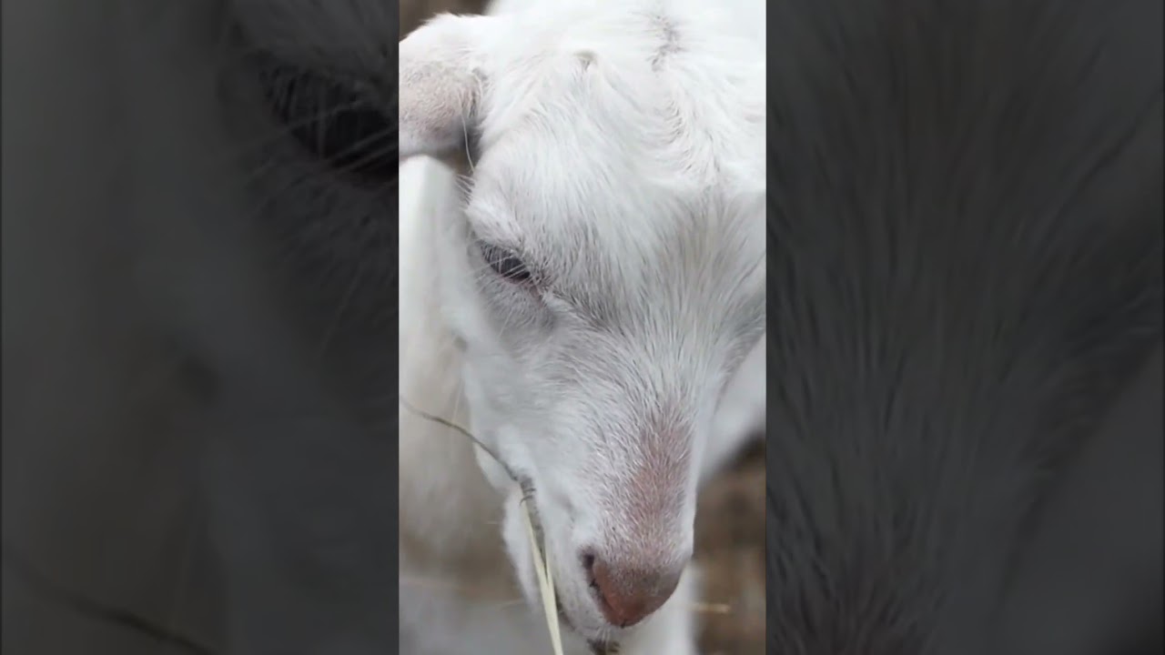 Goats on the Farm for Kids 