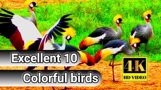 The Most Beautiful Birds top 10 4K video animals