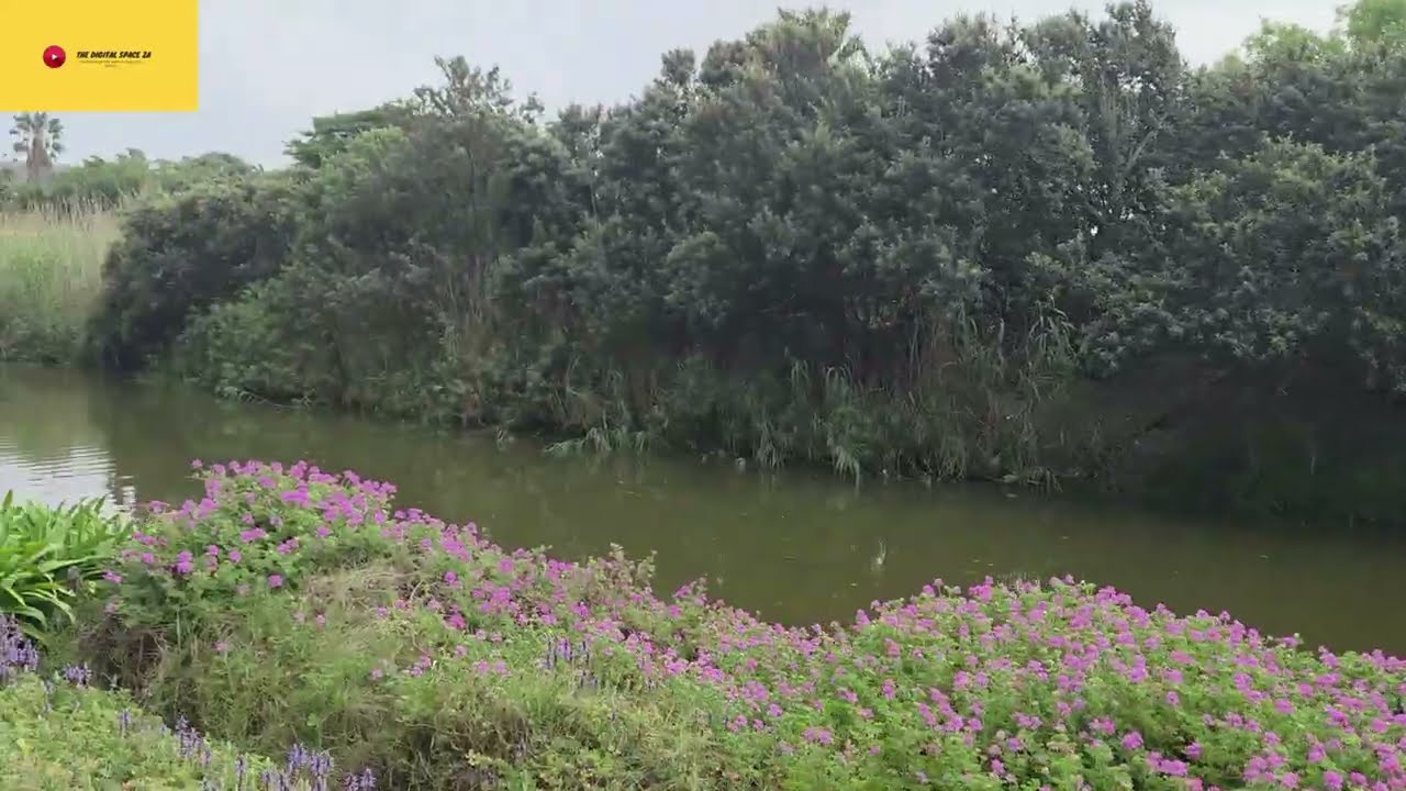 Scenic pathway surrounding Intaka (Bird) Island | Century City | Cape Town | South Africa 🇿🇦