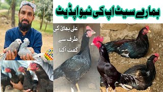 Mara Setup Ki Update New Birds Aseel Farm