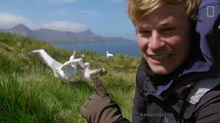 Albatross mating call