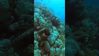 Octopus Instant Camouflage Disappears On The Coral Reef