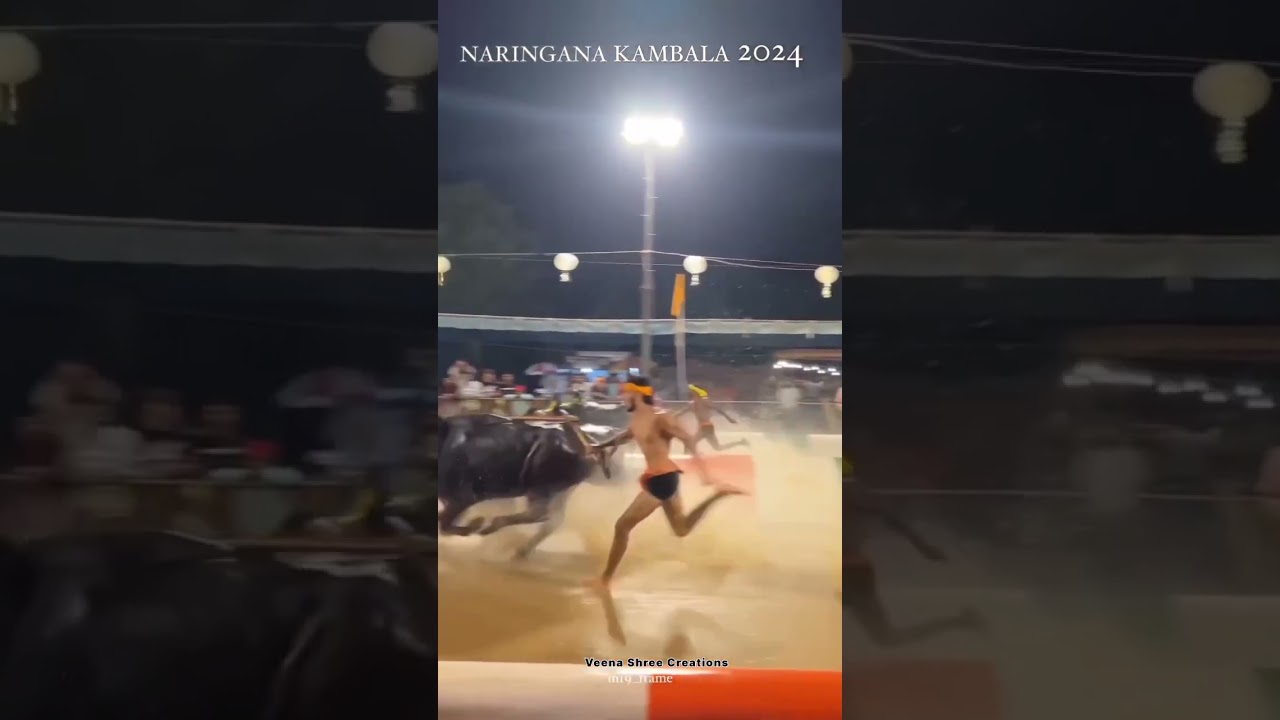 KAMBALA IS OUR PRIDE, TRADITION, CULTURE | Indian Sports | Sport | Buffalo Race 