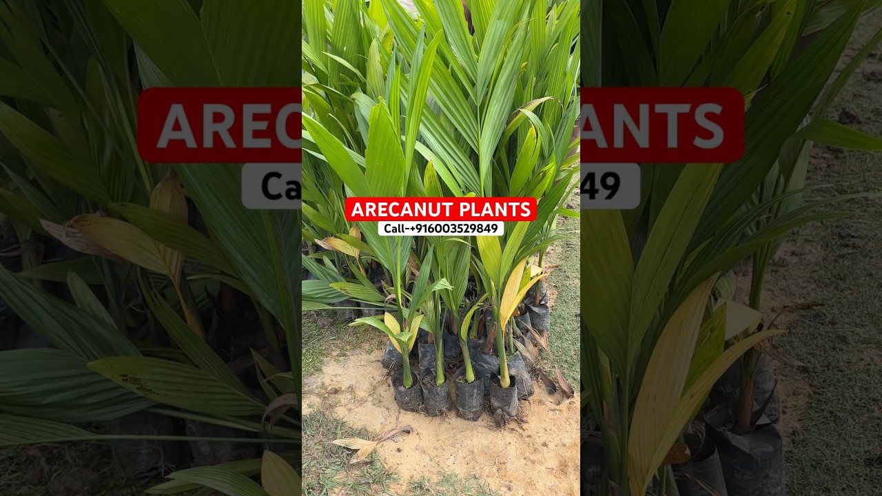 Arecanut plants | 