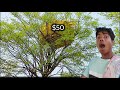 $50 me tree house 🏠 nice House 