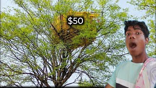 $50 me tree house 🏠 nice House