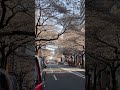 元気なコロナ禍の頃、桜咲く国!!2021春を行く~❤️❤️(1)