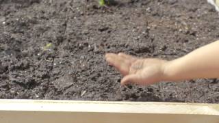 How To Plant Borage