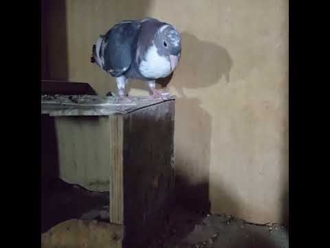 فثية وقواق مكاوي بحريني أصيل 