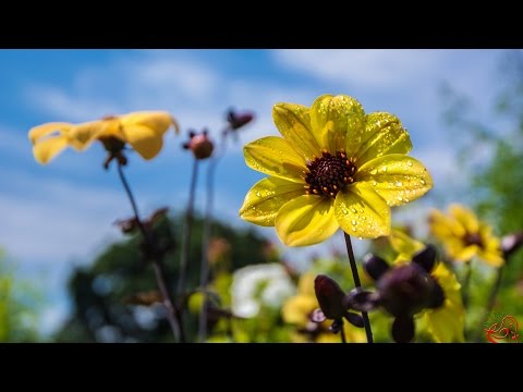 فيديو: كيفية تصوير الزهور