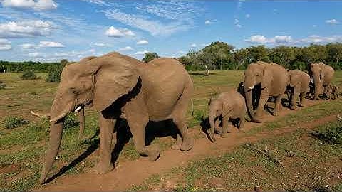 Elephant Herds: The Social Structure of These Majestic Creatures