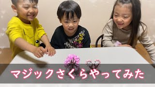 おうちで花見！６時間で咲くマジック桜