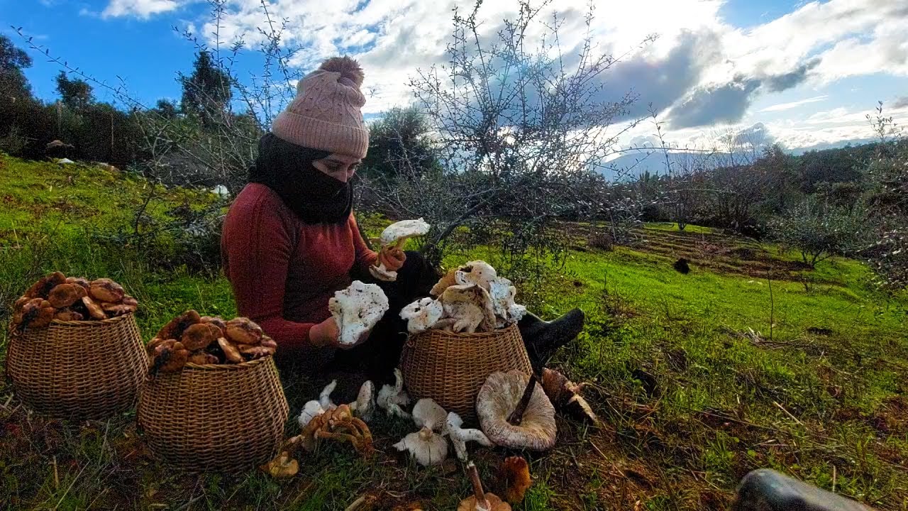 جمع الفطر في الغابة تحت الأمطار الغزيرة حقا يستحق المغامرة