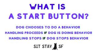 Handling for Sensitive Dogs: Using a Start Button Behavior