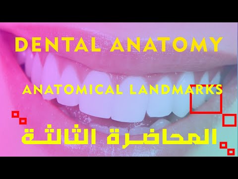تشريح الاسنان المحاضرة الثالثة    