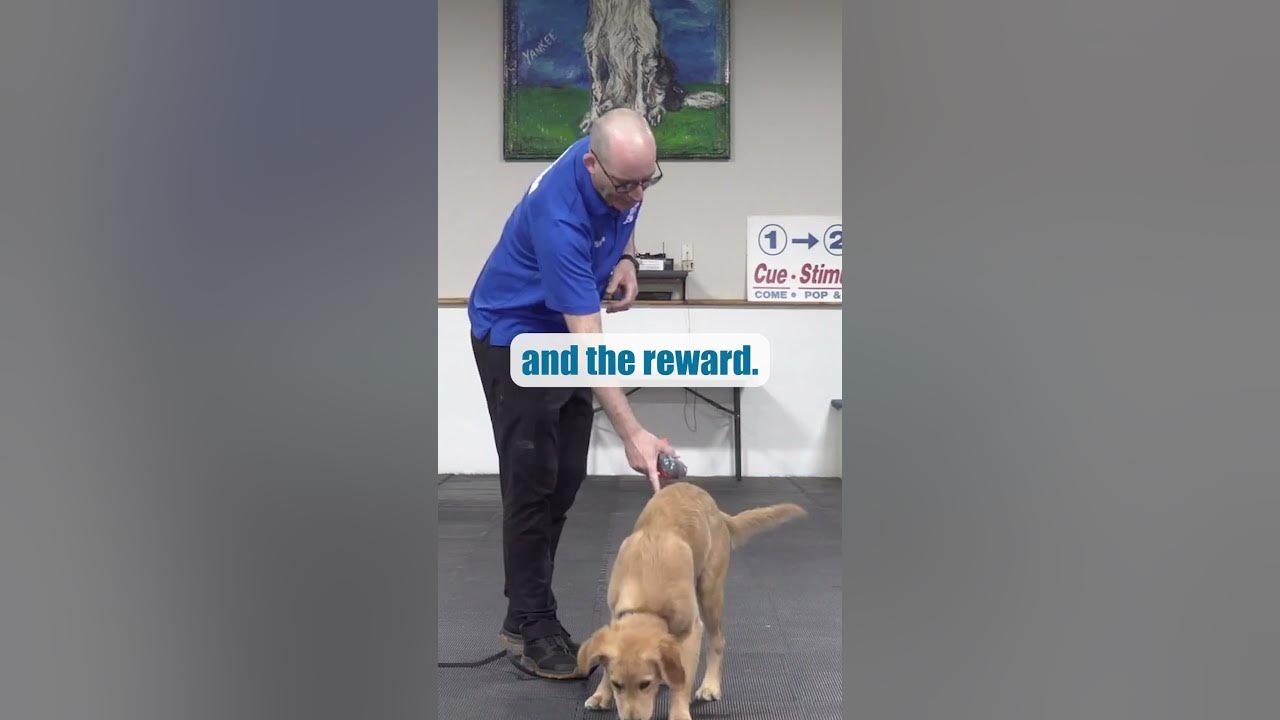 STOP Dog Jumping In 4 Steps! YouTube