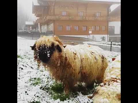 Video: Kush grindelwald në kafshë fantastike?