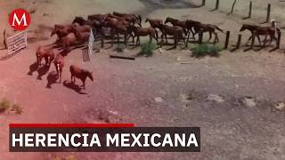 Dentro del Rancho Santa Gertrudis: El lugar donde nacen los caballos del Ejército Mexicano