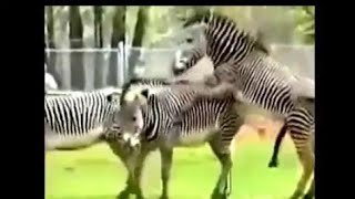 Zebra mating