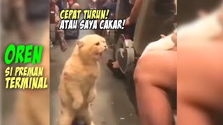 GEMES BANGET!! Reaksi Kucing Oren Marahmarah di Bus Karena Ga Kebagian Kursi  Kucing Oren Lucu