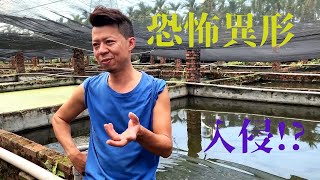 快樂魚場遊(三)恐怖異形入侵...偷偷繁殖了 Taiwan fish Farming Trip