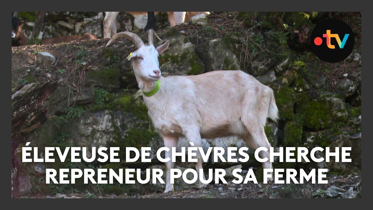 Une éleveuse de chèvres part à la retraite, elle propose un test pour la reprise de sa ferme