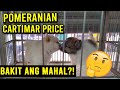 CARTIMAR PET SHOP DOG PRICE LIST-  POMERANIAN -CARTIMAR PET CENTER DOG SHOP UPDATE 2021