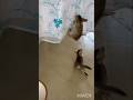 kitten playing funny 😹 #shortvideo #catlovers #ytshorts #shortsfeed #viralshort #catvideos#funnycats