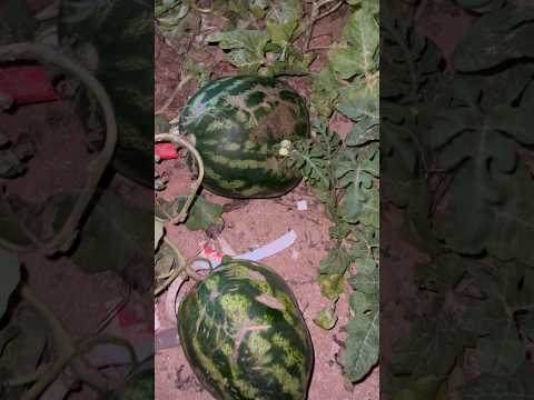 سبحان الله من حبت لب واحدة  اكسبلور مصر  الجيلي تيك توك