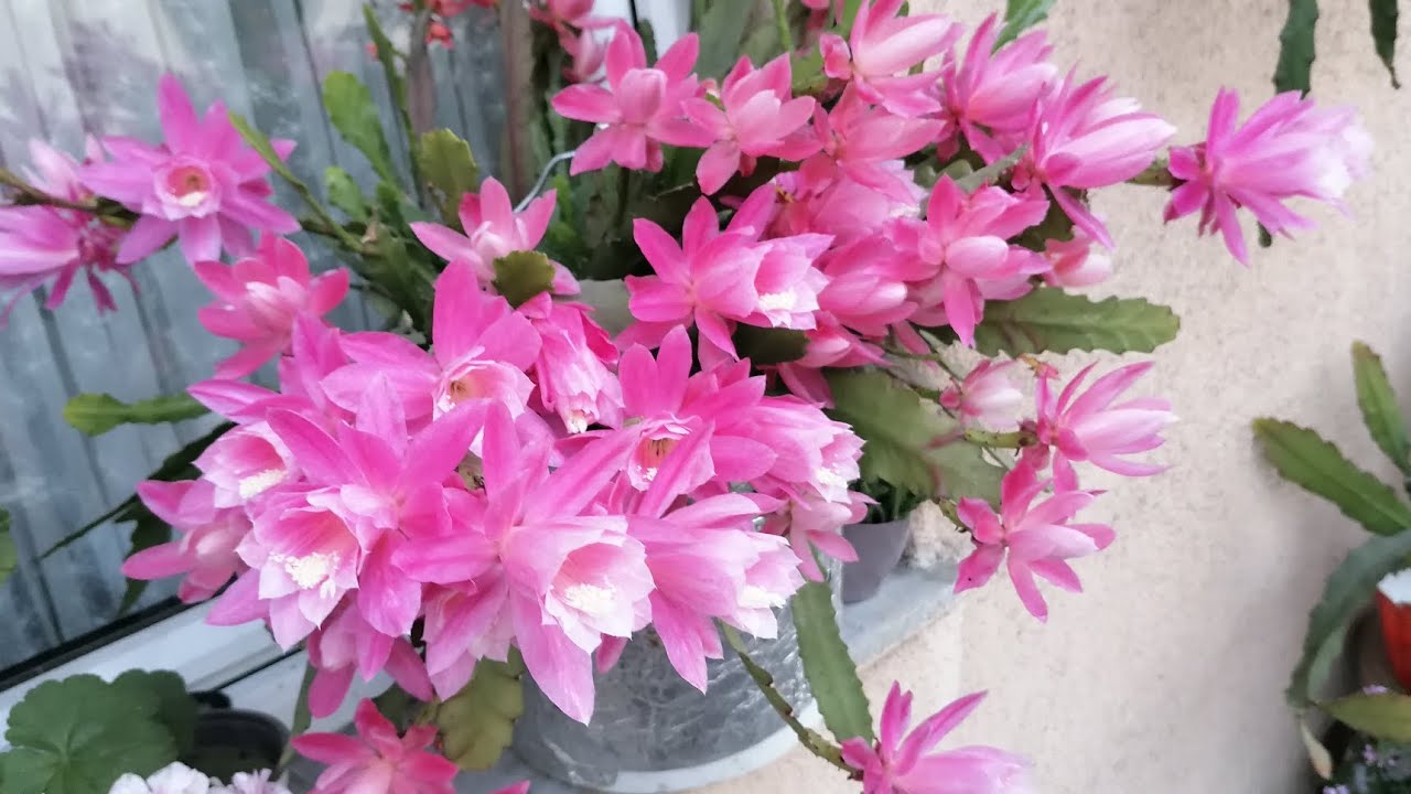 Atlas çiçeği bakımı çoğaltılması Atlas çiçeği çelikten nasıl çoğalır my balcony FLOWERS