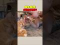 猫も眠る女性の歌声